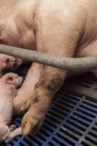 Farrowing crates at Golden Grove Piggery NSW - Australian pig farming - Captured at Golden Grove Piggery, Young NSW Australia.