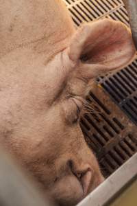 Farrowing crates at Golden Grove Piggery NSW - Australian pig farming - Captured at Golden Grove Piggery, Young NSW Australia.