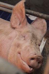 Farrowing crates at Golden Grove Piggery NSW - Australian pig farming - Captured at Golden Grove Piggery, Young NSW Australia.