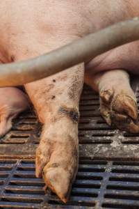 Farrowing crates at Golden Grove Piggery NSW - Australian pig farming - Captured at Golden Grove Piggery, Young NSW Australia.