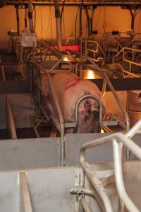 Farrowing crates at Golden Grove Piggery NSW - Australian pig farming - Captured at Golden Grove Piggery, Young NSW Australia.