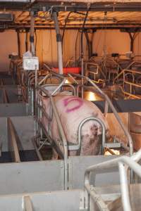 Farrowing crates at Golden Grove Piggery NSW - Australian pig farming - Captured at Golden Grove Piggery, Young NSW Australia.