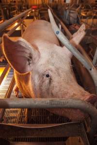 Farrowing crates at Golden Grove Piggery NSW - Australian pig farming - Captured at Golden Grove Piggery, Young NSW Australia.