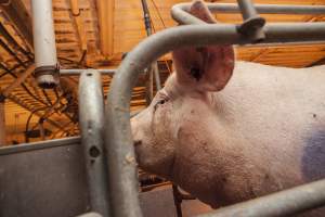 Farrowing crates at Golden Grove Piggery NSW - Australian pig farming - Captured at Golden Grove Piggery, Young NSW Australia.