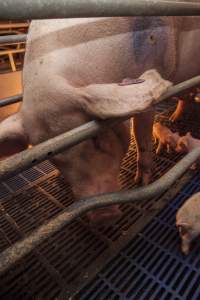 Farrowing crates at Golden Grove Piggery NSW - Australian pig farming - Captured at Golden Grove Piggery, Young NSW Australia.