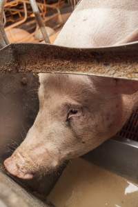 Farrowing crates at Golden Grove Piggery NSW - Australian pig farming - Captured at Golden Grove Piggery, Young NSW Australia.