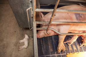 Farrowing crates at Golden Grove Piggery NSW - Australian pig farming - Captured at Golden Grove Piggery, Young NSW Australia.