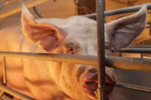 Farrowing crates at Golden Grove Piggery NSW - Australian pig farming - Captured at Golden Grove Piggery, Young NSW Australia.