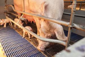 Farrowing crates at Golden Grove Piggery NSW - Australian pig farming - Captured at Golden Grove Piggery, Young NSW Australia.