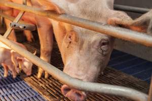 Farrowing crates at Golden Grove Piggery NSW - Australian pig farming - Captured at Golden Grove Piggery, Young NSW Australia.