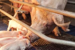 Mother with piglets - Australian pig farming - Captured at Golden Grove Piggery, Young NSW Australia.