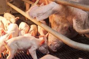 Mother with piglets - Australian pig farming - Captured at Golden Grove Piggery, Young NSW Australia.