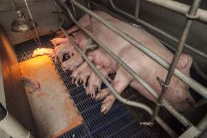 Farrowing crates at Golden Grove Piggery NSW - Australian pig farming - Captured at Golden Grove Piggery, Young NSW Australia.