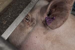 Farrowing crates at Golden Grove Piggery NSW - Australian pig farming - Captured at Golden Grove Piggery, Young NSW Australia.