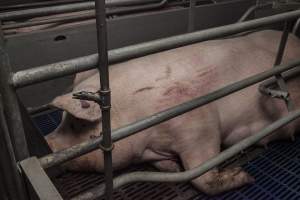 Farrowing crates at Golden Grove Piggery NSW - Australian pig farming - Captured at Golden Grove Piggery, Young NSW Australia.