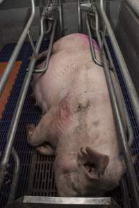 Farrowing crates at Golden Grove Piggery NSW - Australian pig farming - Captured at Golden Grove Piggery, Young NSW Australia.