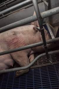 Farrowing crates at Golden Grove Piggery NSW - Australian pig farming - Captured at Golden Grove Piggery, Young NSW Australia.