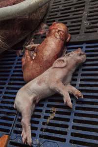 Dead piglets - Australian pig farming - Captured at Golden Grove Piggery, Young NSW Australia.