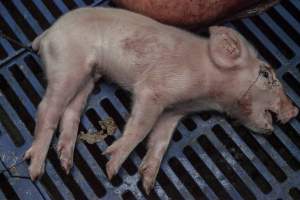 Dead piglets - Australian pig farming - Captured at Golden Grove Piggery, Young NSW Australia.