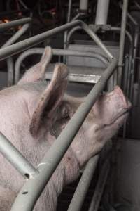 Farrowing crates at Golden Grove Piggery NSW - Australian pig farming - Captured at Golden Grove Piggery, Young NSW Australia.