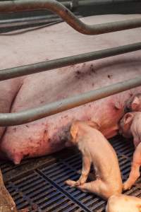 Piglet suckling from mother with numerous cuts and grazes - Australian pig farming - Captured at Golden Grove Piggery, Young NSW Australia.