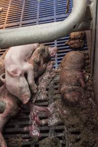 Farrowing crates at Golden Grove Piggery NSW - Australian pig farming - Captured at Golden Grove Piggery, Young NSW Australia.