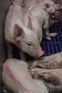 Farrowing crates at Golden Grove Piggery NSW - Australian pig farming - Captured at Golden Grove Piggery, Young NSW Australia.