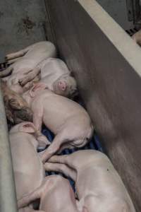 Farrowing crates at Golden Grove Piggery NSW - Australian pig farming - Captured at Golden Grove Piggery, Young NSW Australia.