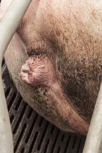 Farrowing crates at Golden Grove Piggery NSW - Australian pig farming - Captured at Golden Grove Piggery, Young NSW Australia.