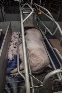 Farrowing crates at Golden Grove Piggery NSW - Australian pig farming - Captured at Golden Grove Piggery, Young NSW Australia.