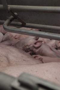 Farrowing crates at Golden Grove Piggery NSW - Australian pig farming - Captured at Golden Grove Piggery, Young NSW Australia.