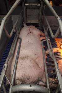 Farrowing crates at Golden Grove Piggery NSW - Australian pig farming - Captured at Golden Grove Piggery, Young NSW Australia.