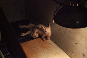 Farrowing crates at Golden Grove Piggery NSW - Australian pig farming - Captured at Golden Grove Piggery, Young NSW Australia.