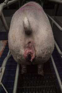 Sow with prolapse - Australian pig farming - Captured at Golden Grove Piggery, Young NSW Australia.