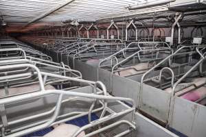 Looking across farrowing shed - Australian pig farming - Captured at Golden Grove Piggery, Young NSW Australia.