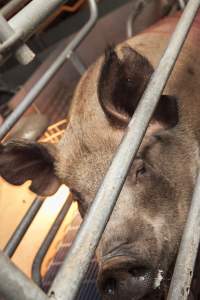 Farrowing crates at Golden Grove Piggery NSW - Australian pig farming - Captured at Golden Grove Piggery, Young NSW Australia.