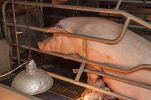 Farrowing crates at Golden Grove Piggery NSW - Australian pig farming - Captured at Golden Grove Piggery, Young NSW Australia.