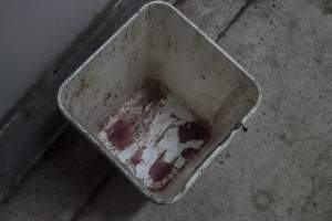 Bucket with blood - Australian pig farming - Captured at Golden Grove Piggery, Young NSW Australia.