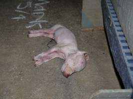 Dead piglet in aisle - Australian pig farming - Captured at Golden Grove Piggery, Young NSW Australia.