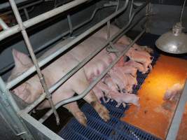 Farrowing crates at Golden Grove Piggery NSW - Australian pig farming - Captured at Golden Grove Piggery, Young NSW Australia.