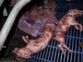 Dead piglets - Australian pig farming - Captured at Golden Grove Piggery, Young NSW Australia.