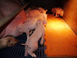 Farrowing crates at Golden Grove Piggery NSW - Australian pig farming - Captured at Golden Grove Piggery, Young NSW Australia.