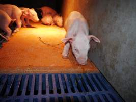 Farrowing crates at Golden Grove Piggery NSW - Australian pig farming - Captured at Golden Grove Piggery, Young NSW Australia.