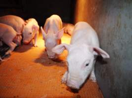 Farrowing crates at Golden Grove Piggery NSW - Australian pig farming - Captured at Golden Grove Piggery, Young NSW Australia.