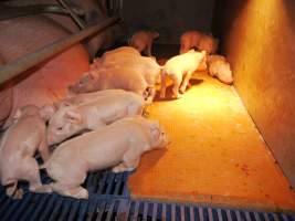 Farrowing crates at Golden Grove Piggery NSW - Australian pig farming - Captured at Golden Grove Piggery, Young NSW Australia.