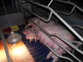 Farrowing crates at Golden Grove Piggery NSW - Australian pig farming - Captured at Golden Grove Piggery, Young NSW Australia.