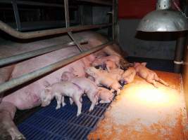 Farrowing crates at Golden Grove Piggery NSW - Australian pig farming - Captured at Golden Grove Piggery, Young NSW Australia.