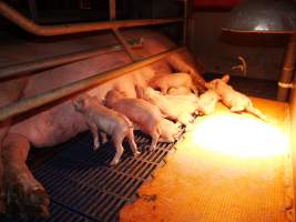 Farrowing crates at Golden Grove Piggery NSW - Australian pig farming - Captured at Golden Grove Piggery, Young NSW Australia.