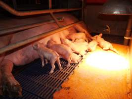 Farrowing crates at Golden Grove Piggery NSW - Australian pig farming - Captured at Golden Grove Piggery, Young NSW Australia.