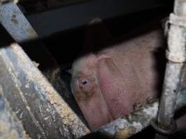 Farrowing crates at Golden Grove Piggery NSW - Australian pig farming - Captured at Golden Grove Piggery, Young NSW Australia.